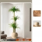 인테리어 드라세나 인조 조화 나무 G-3(180cm)(색상)